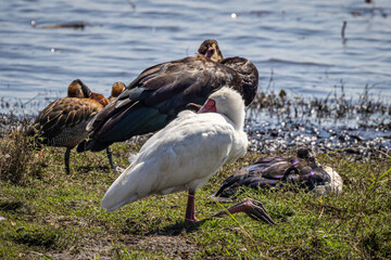 An African Spoonbill rests on the shore of the Chobe River in Botswana with a Spur-winged Goose, Knob-billed Duck, and White-faced Whistling Ducks in the background