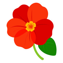 nasturtium red flower on white background