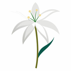 nerine bowdenii white flower vector illustration isolated