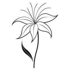  nerine bowdenii white flower vector illustration isolated