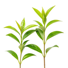 Two vibrant green plant stems with numerous elongated leaves, showcasing fresh foliage and a healthy appearance.