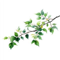 A cute water color illastration of a *branch*, top view, minimal isolated on white background, no shadow, --ar 1:1 --v 7.0