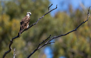 Osprey (Pandion cristatus) observing the water of of the Murchison river to catch a fish, Kalbarri, Western Australia