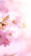 Fototapeta premium Closeup of Delicate Pink Cherry Blossoms with Soft Focus Sunlight and Gentle Bokeh Background in Spring
