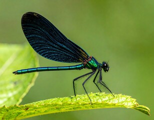 Striking dragonfly on leaf