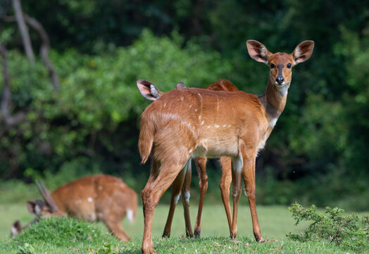 Female Cape bushbuck (Tragelaphus sylvaticus), Mount Elgon, Kenya