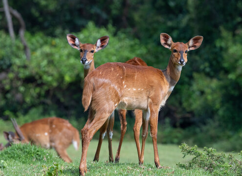Female Cape bushbuck (Tragelaphus sylvaticus), Mount Elgon, Kenya