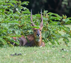 Wandcirkels Antilope Male Cape bushbuck (Tragelaphus sylvaticus), Hiding in Bush, Mount Elgon, Kenya  © Natalia Kuzmina
