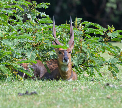 Male Cape bushbuck (Tragelaphus sylvaticus), Hiding in Bush, Mount Elgon, Kenya