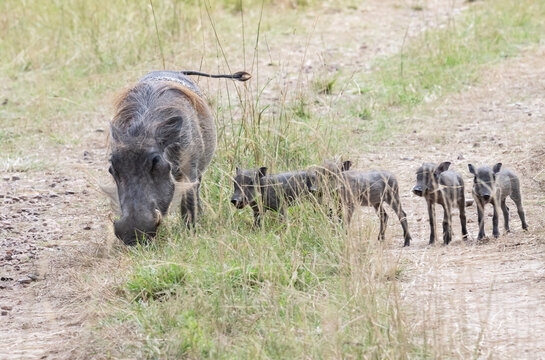 African warthog (Phacochoerus africanus) female eating grass, crowling on bent joints of her front legs, Masai Mara National Reserve, Kenya.