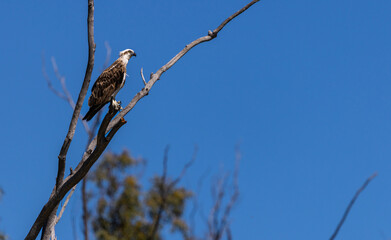 Osprey (Pandion cristatus) observing the water of of the Murchison river to catch a fish, Kalbarri, Western Australia