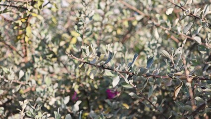 Eremophila nivea or Silky Eremophila.