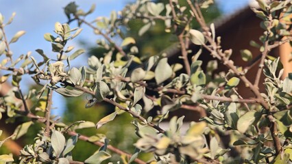Eremophila nivea or Silky Eremophila.
