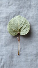 Single light green leaf on light gray fabric