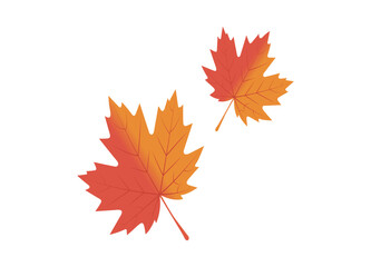Two vibrant maple leaves isolated on a white background symbolizing autumn and the fall season