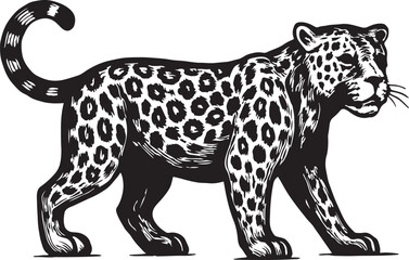 Vintage illustration of a majestic spotted leopard standing gracefully with its tail curled upwards in a detailed black and white sketch