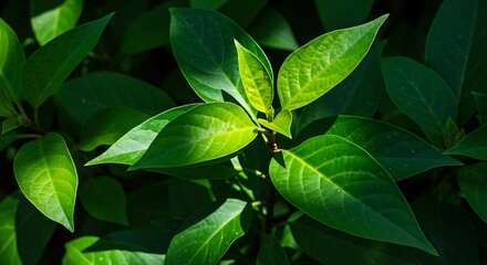 Close up view of vibrant green leaves with sunlight and shadows detail