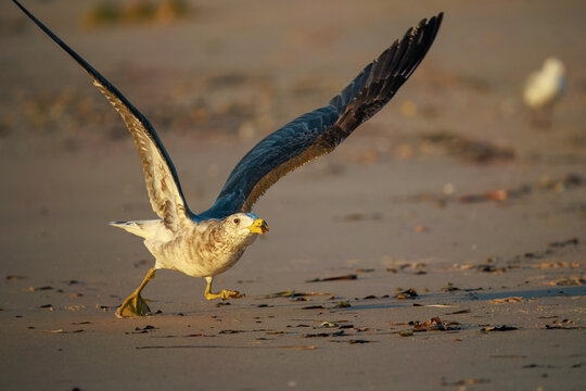 Juvenile Pacific Gull (Larus pacificus) on the beach taking off at sunset, Shark Bay, Western Australia - Powered by Adobe