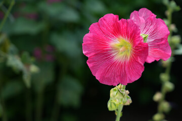Pink hollyhock alcea rosea  flower in bloom