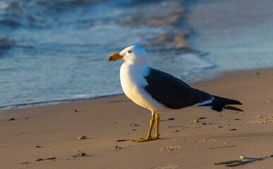 Pacific Gull (Larus pacificus) on the beach at sunset, Shark Bay, Western Australia