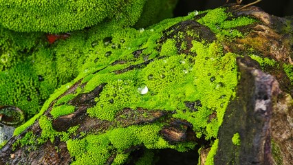 Beautiful Bright Green Moss Cover the Stone.
