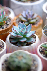 The Succulent pot © kebundankelinci