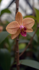 Atmospheric Fine Art Photography of a Chocolate Soldier Orchid in a Lush Greenhouse