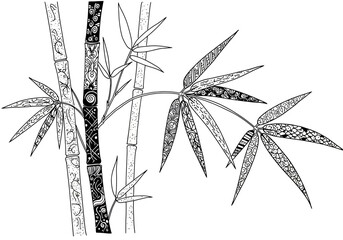 Obraz premium sketch of bamboo, line art, drawing, hand drawn