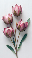 Organic and Earthy Minimalist Flat Lay of Pincushion Proteas on Natural Linen