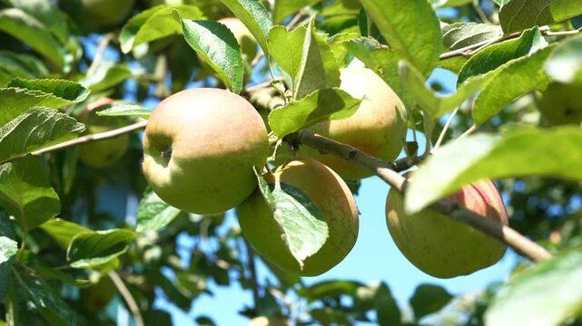 Ripe organic apples are hanging on the apple tree. The concept of harvesting and farming