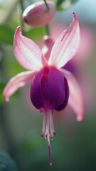 Fototapeta premium Unique and Vibrant Editorial Macro of a Two-Tone Fuchsia Flower