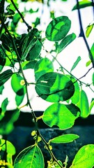 green leaves in water