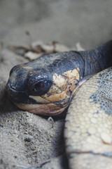 Large turtle resting on the ground in a natural habitat