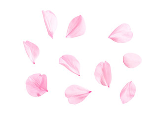 p-Down View of Pink Cherry Blossoms and Petals, Flat Lay, isolated on transparent background png