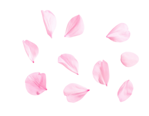 p-Down View of Pink Cherry Blossoms and Petals, Flat Lay, isolated on transparent background png