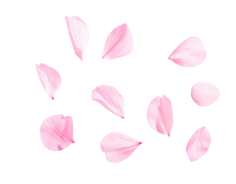 p-Down View of Pink Cherry Blossoms and Petals, Flat Lay, isolated on transparent background png - Powered by Adobe