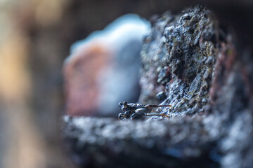 Crabs in a cave on the beach