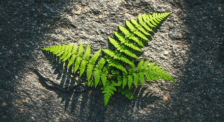 Fern growing on textured rock surface with sunlight and shadows