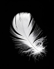 Delicate white feather isolated against a black background