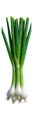 Fototapeta premium Green Onion Bundle with Transparent Background, Fresh Vegetable Cutout for Graphic Design