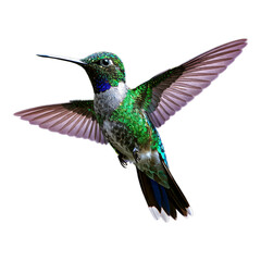 Fototapeta premium Green Hummingbird in Flight, Glossy Feather Detail on Transparent Background, 3D Realism Asset