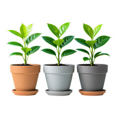 Obraz premium Green Leafy Plant in Terracotta Pot on Transparent Background, 3D Realism Graphic for Web Design