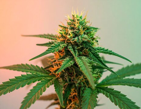 Close-up of a cannabis plant (1)