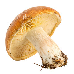 Golden Mushroom: Close-Up of a Single Edible Fungus