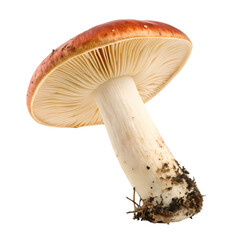 Russula Emetica: Detailed Close-Up of a Red Mushroom