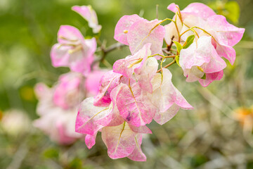 White and pink bougainvillea flowers with green leaves in sunlight