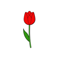 red tulip on white background
