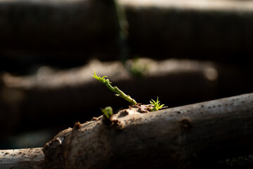 A single fresh green sprout emerges from a dry dead log, a powerful concept of hope, resilience, and new life against all odds