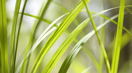 Fototapeta premium Fresh blades of grass glowing in sunlight, natural spring scenery with blurred background.