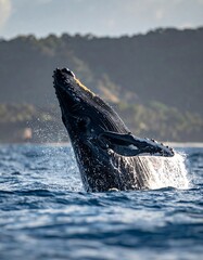 Fototapeta premium Humpback Whale Breaching in Ocean.